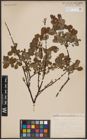 Foto von Salix aurita L. x Salix cinerea L.